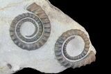 Four Devonian Anetoceras Ammonites - Morocco #68787-1